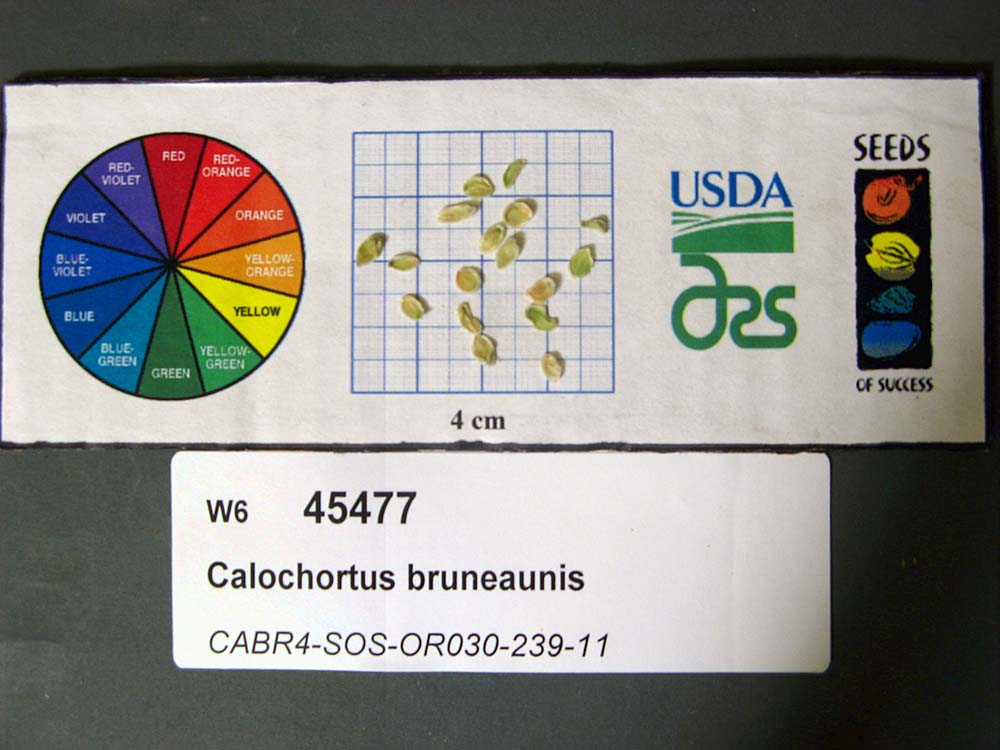 SEED