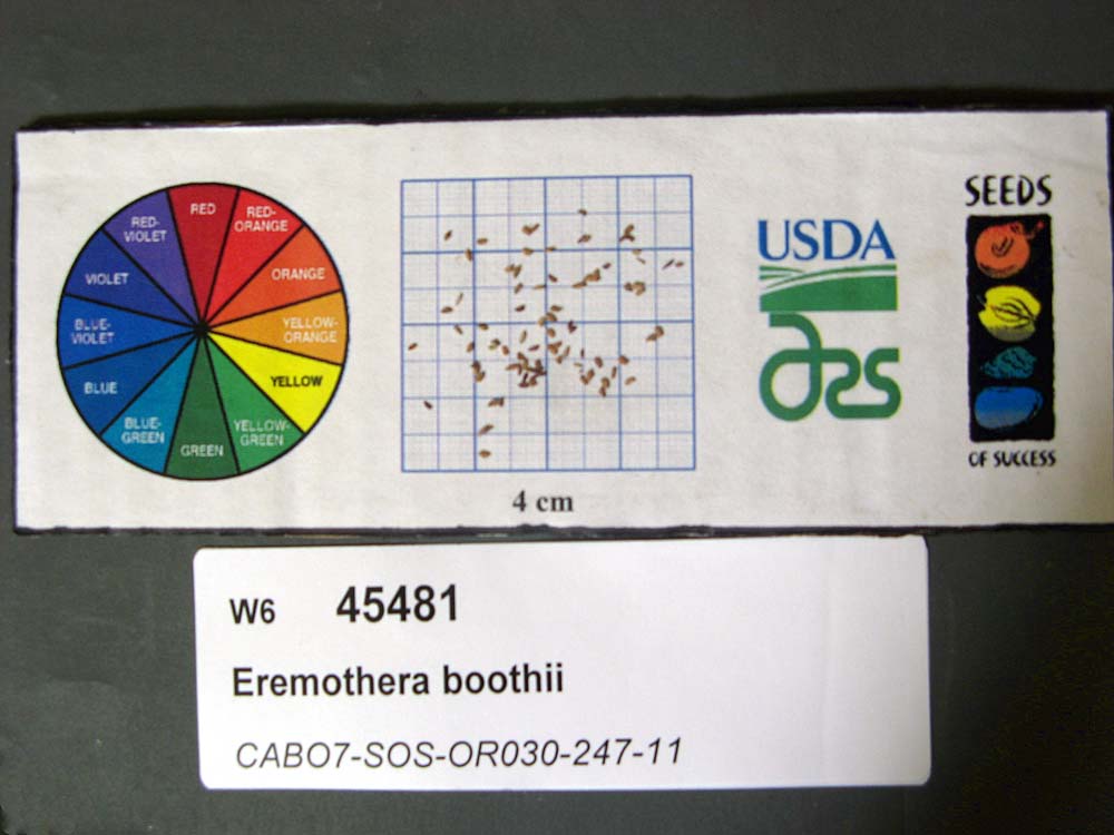 SEED