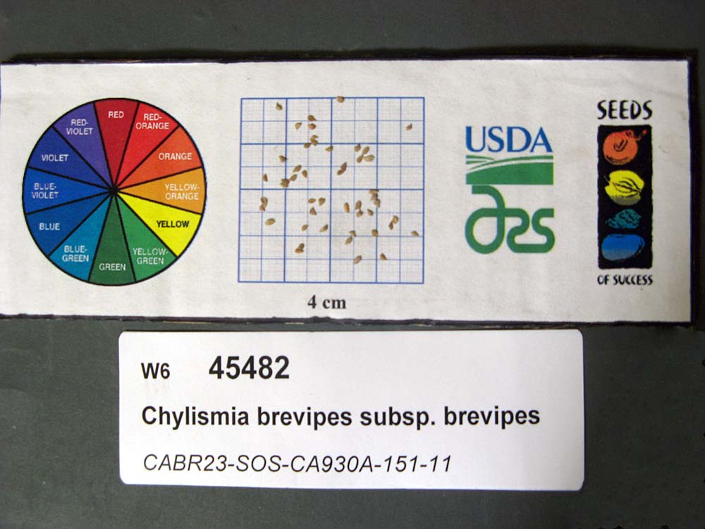 Click for 1 image(s) for this accession. SEED