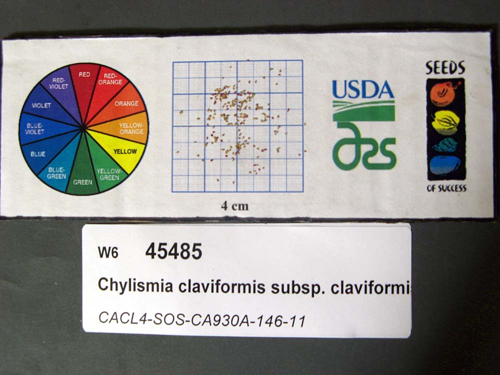 Click for 1 image(s) for this accession. SEED
