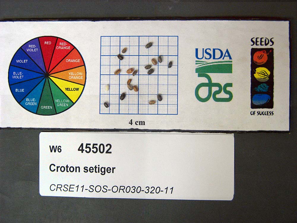 SEED