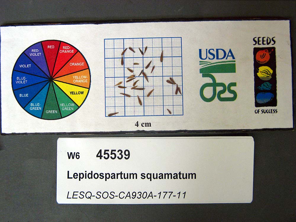 SEED
