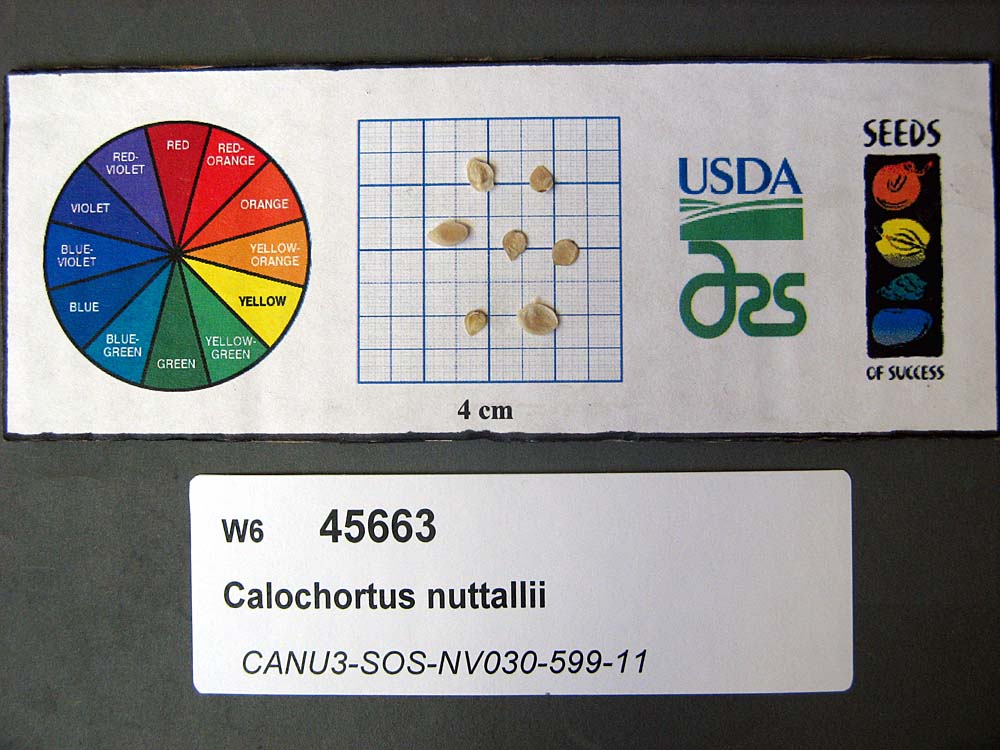 SEED