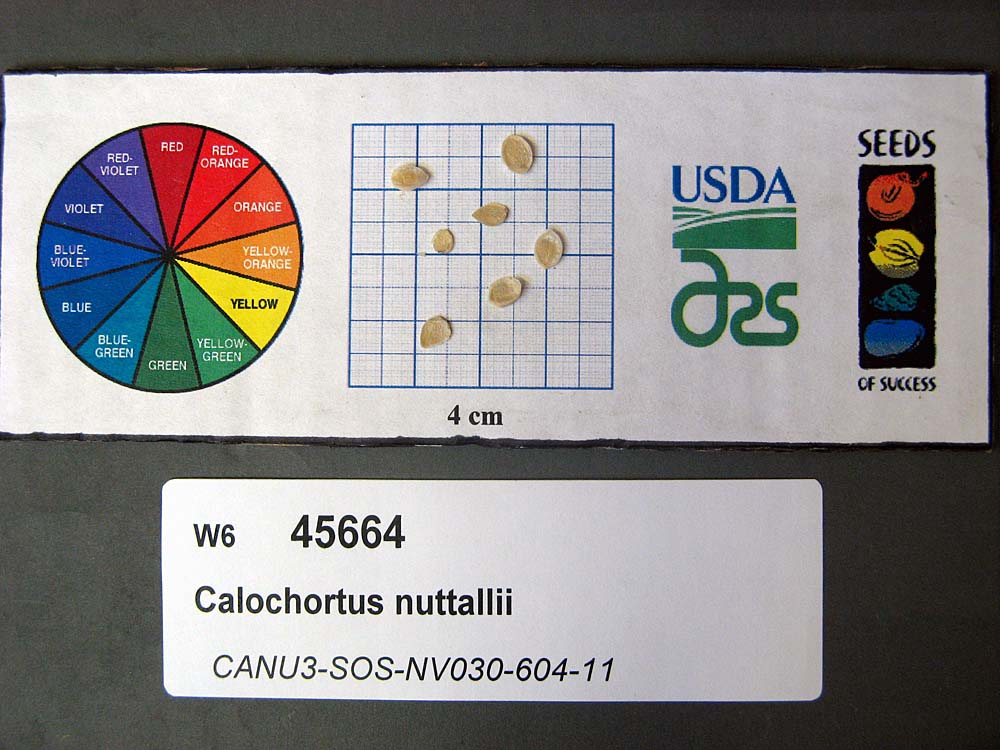 SEED