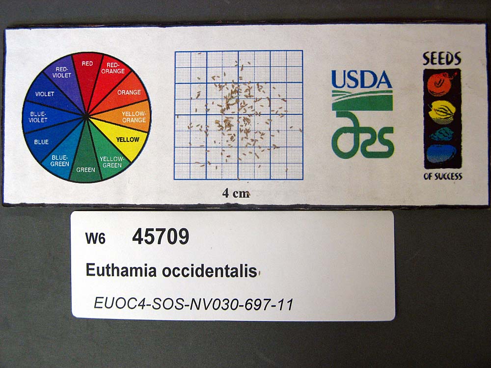 Click for 1 image(s) for this accession. SEED