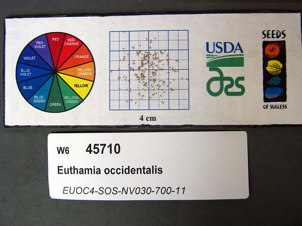 Click for 1 image(s) for this accession. SEED