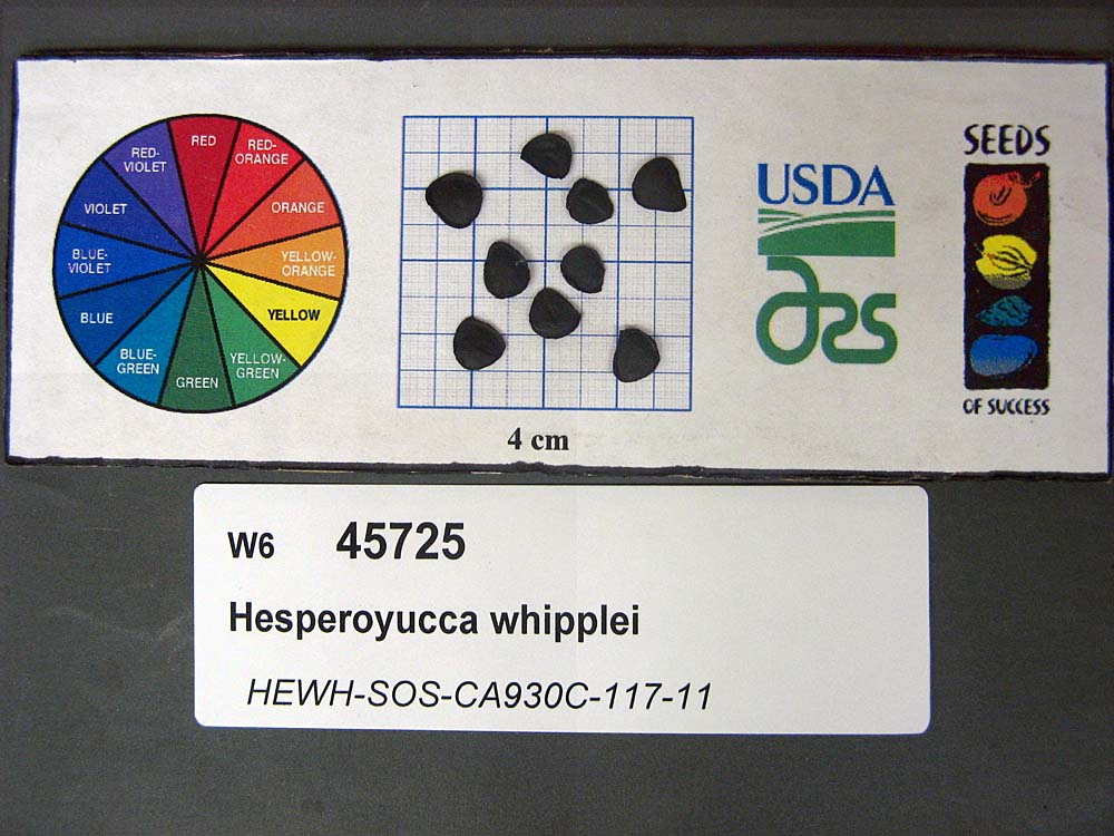 SEED