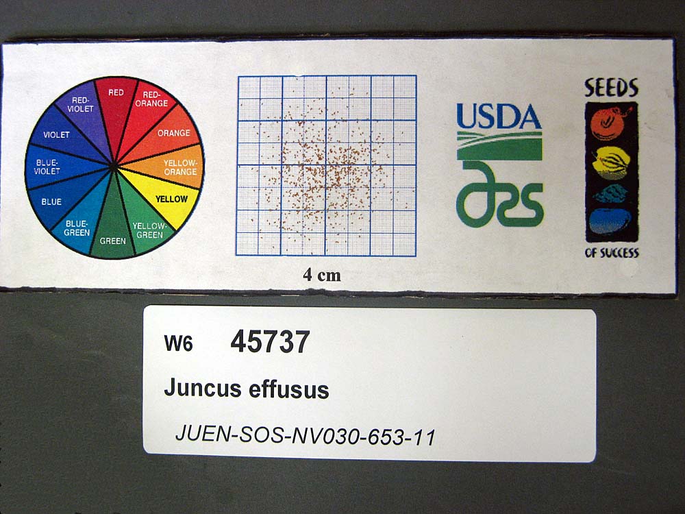 SEED