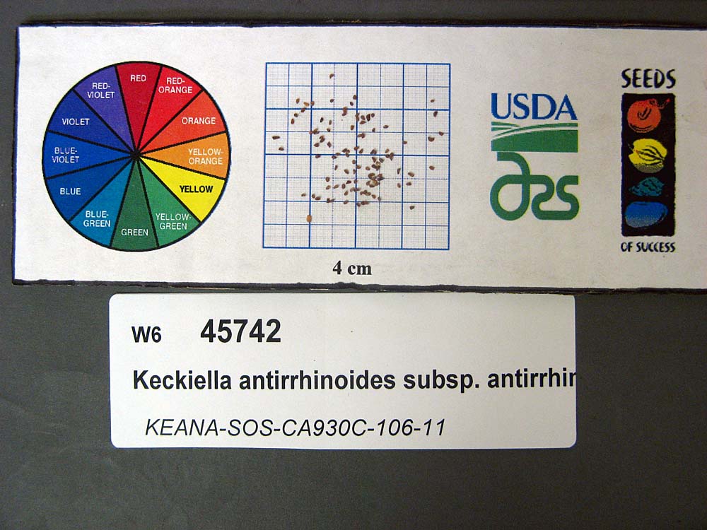 Click for 1 image(s) for this accession. SEED