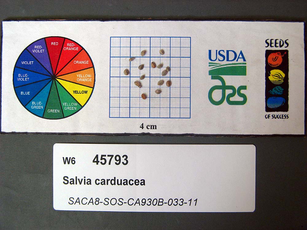 SEED