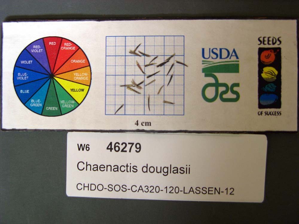 Click for 1 image(s) for this accession. SEED