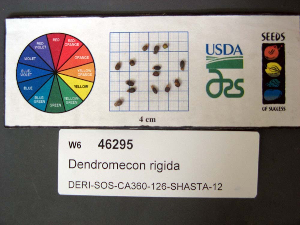 SEED