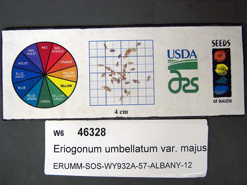 Click for 1 image(s) for this accession. SEED