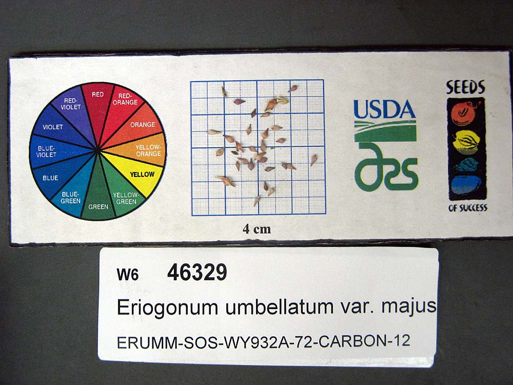 Click for 1 image(s) for this accession. SEED