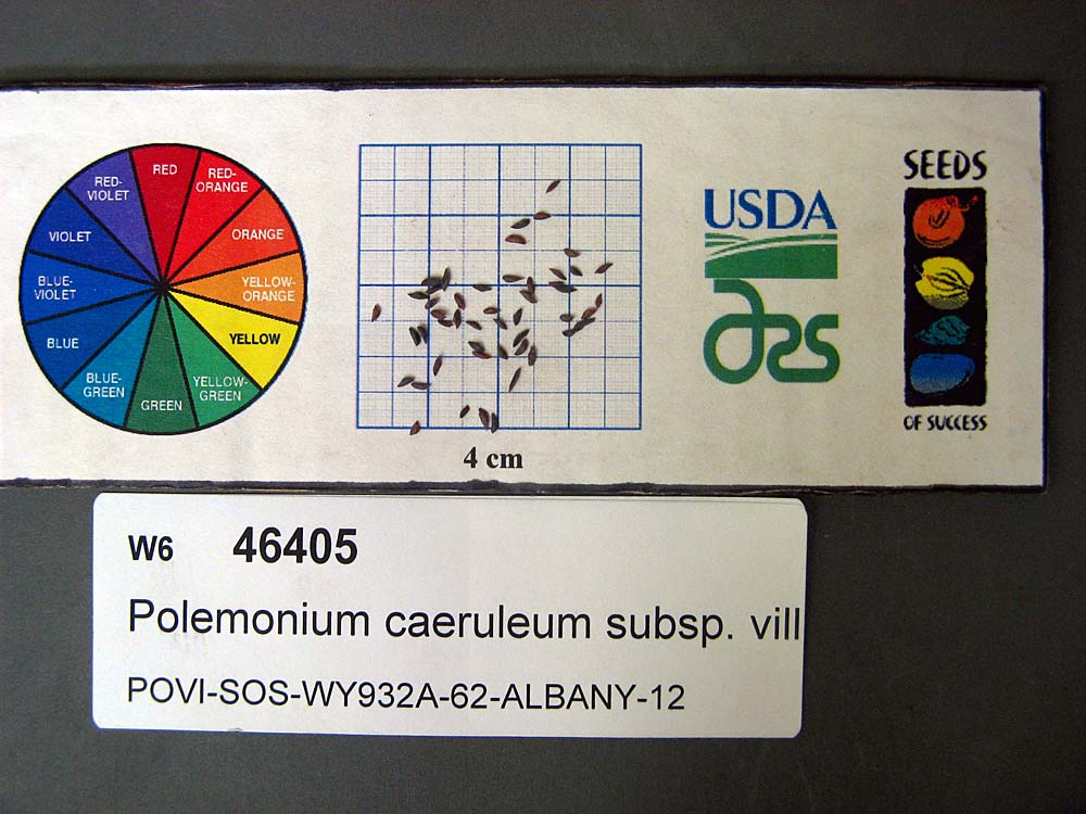 Click for 1 image(s) for this accession. SEED