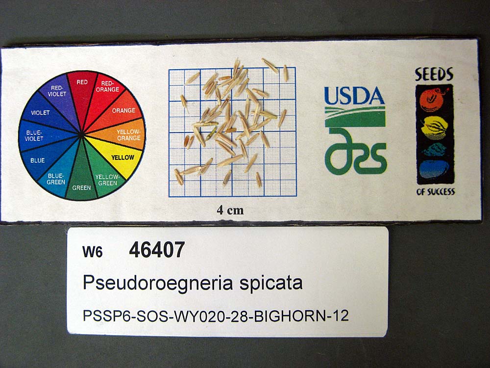 SEED