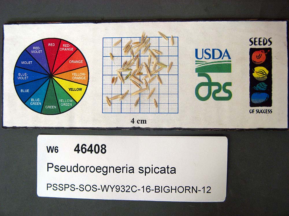 SEED
