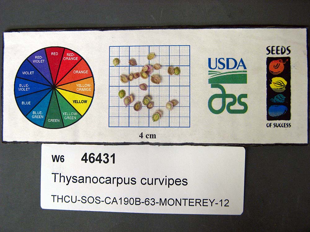 SEED