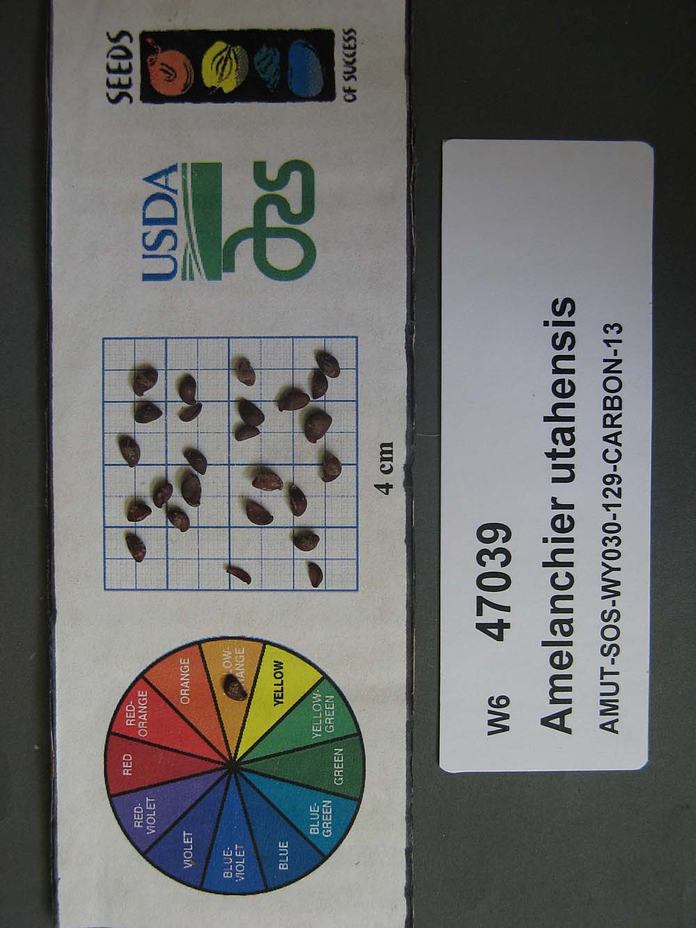 SEED