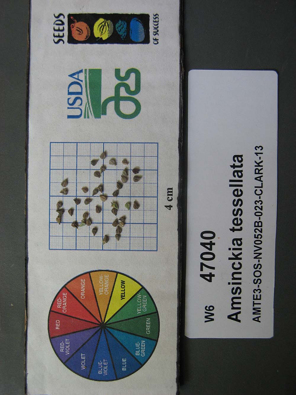 Click for 1 image(s) for this accession. SEED