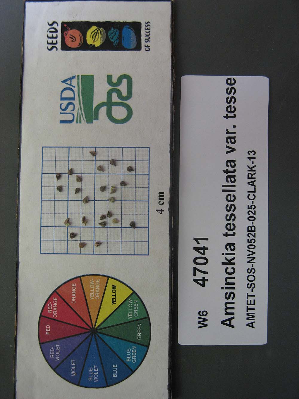 Click for 1 image(s) for this accession. SEED