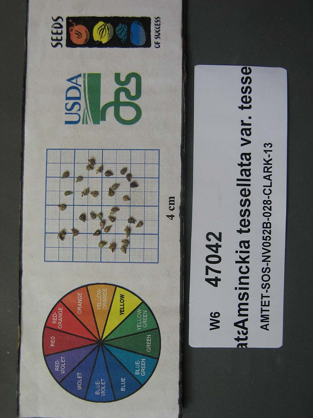 Click for 1 image(s) for this accession. SEED
