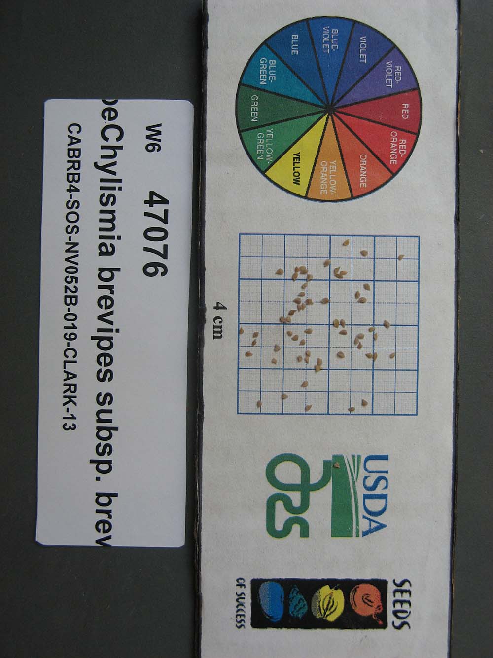Click for 1 image(s) for this accession. SEED