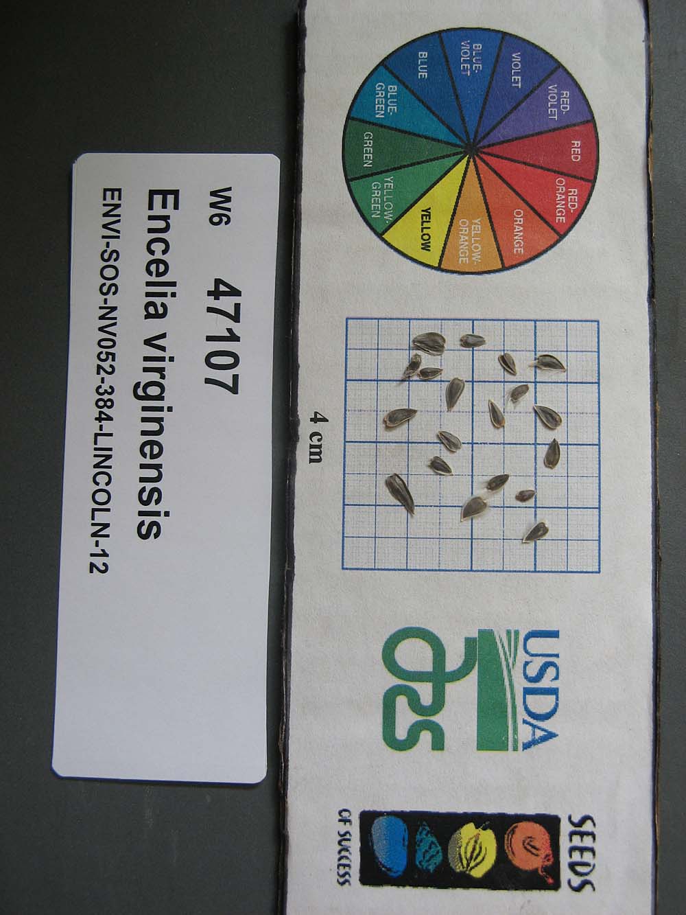 Click for 1 image(s) for this accession. SEED