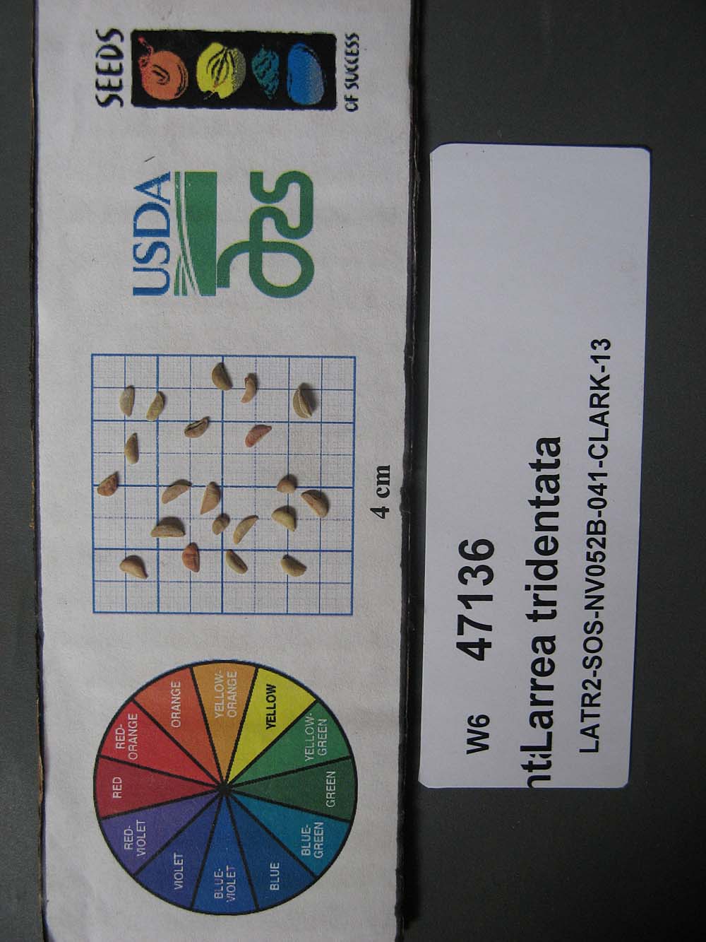 SEED