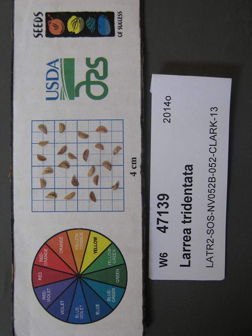 SEED