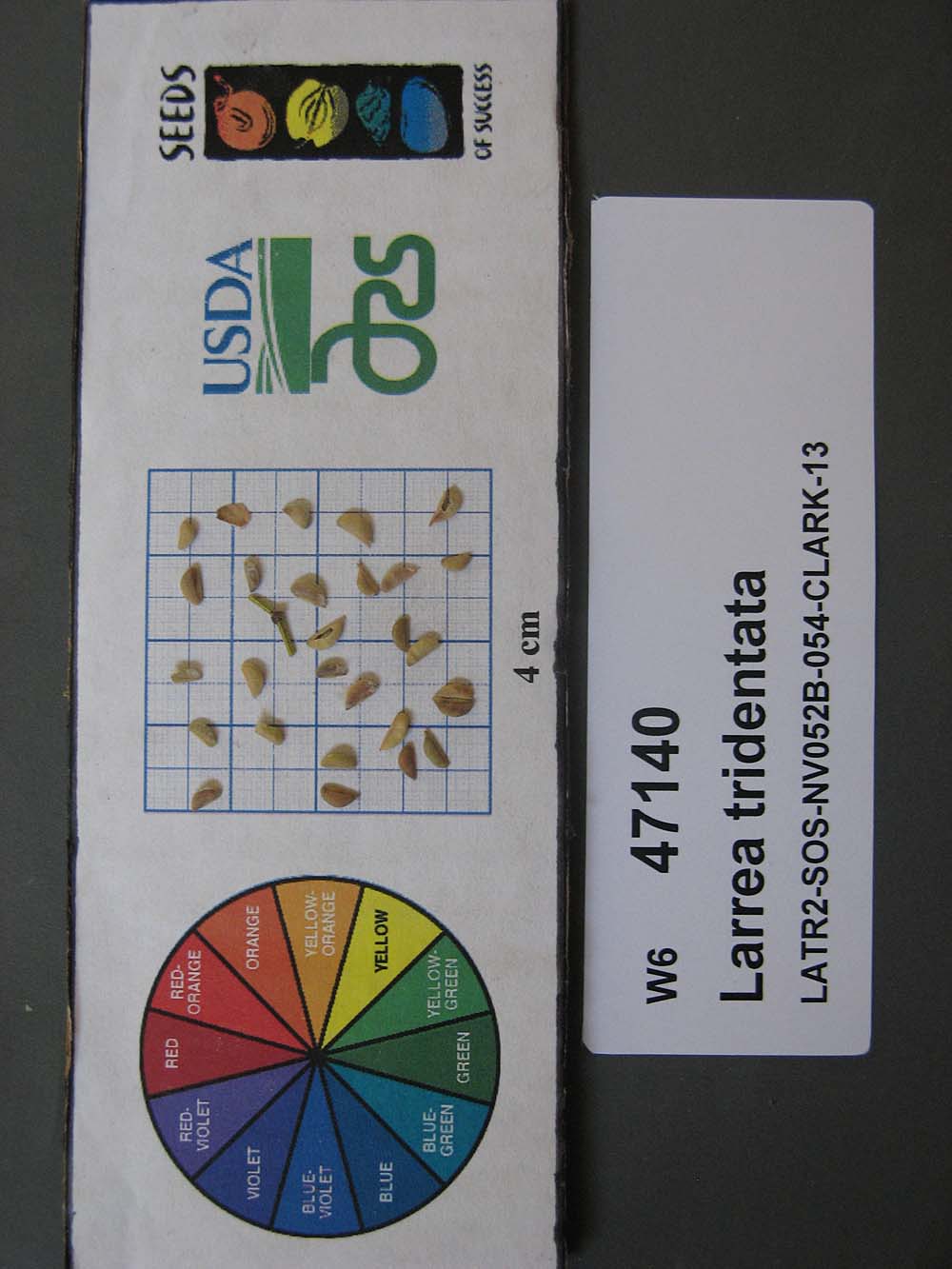 SEED