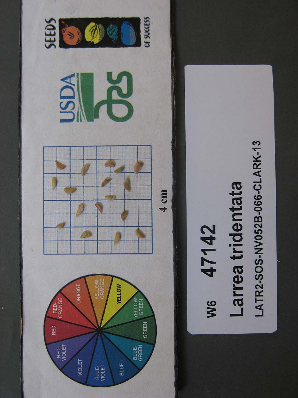 SEED