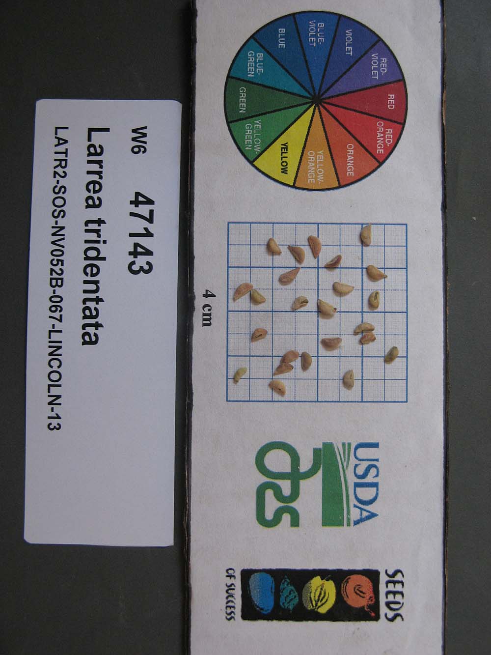 SEED