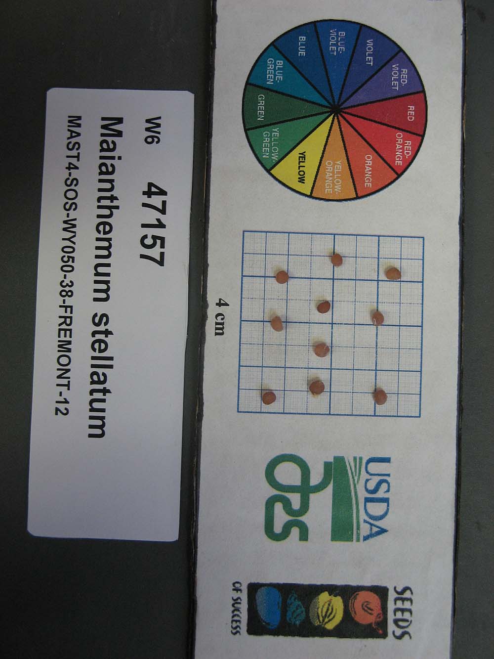 Click for 1 image(s) for this accession. SEED