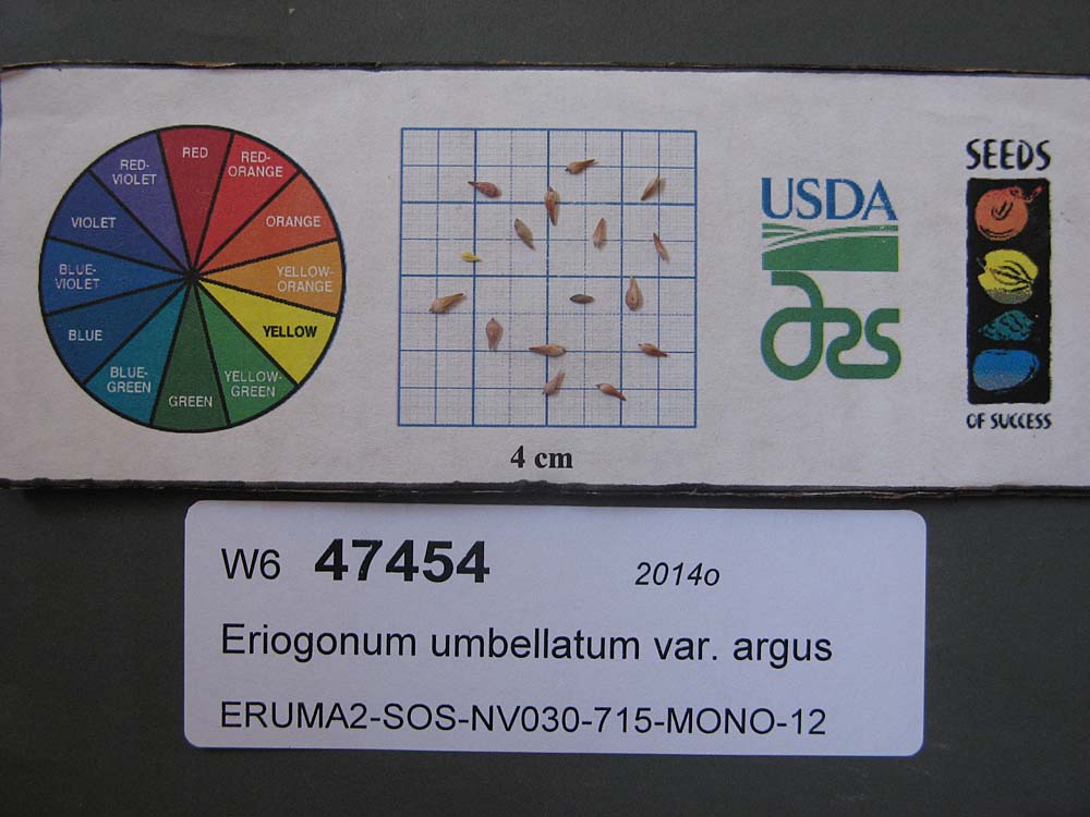 Click for 1 image(s) for this accession. SEED