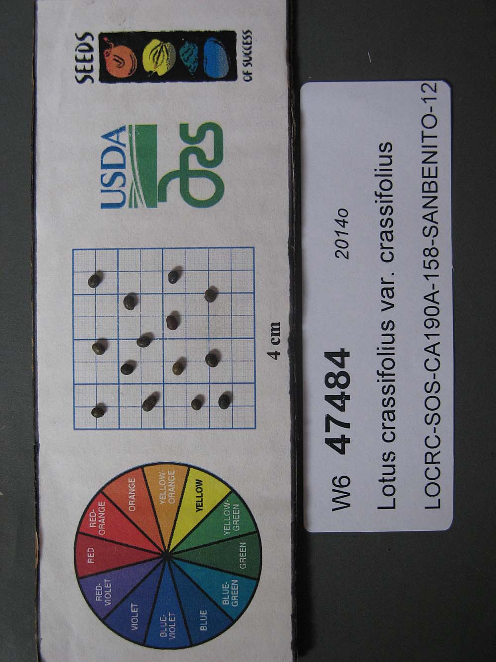 SEED