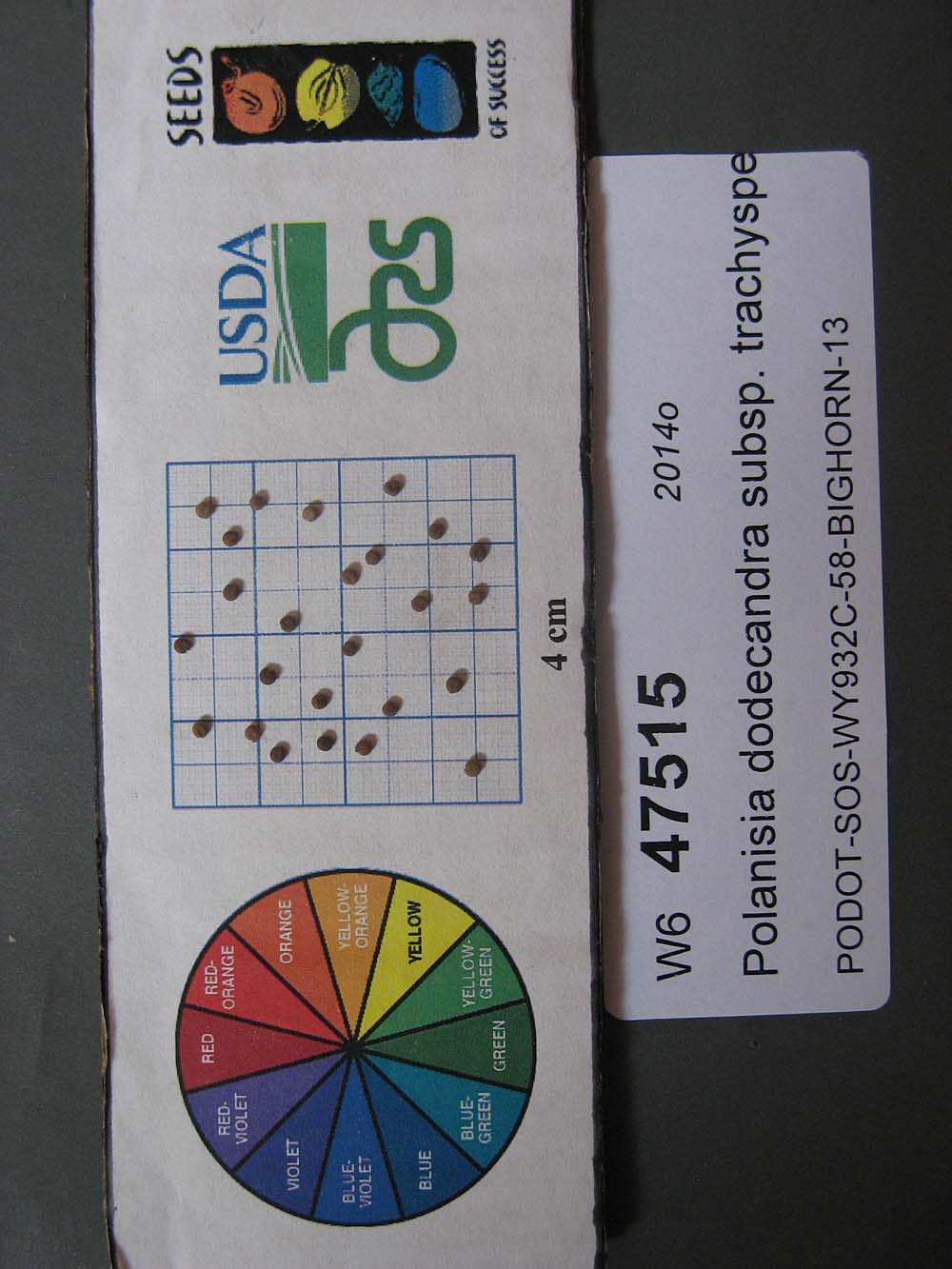 SEED