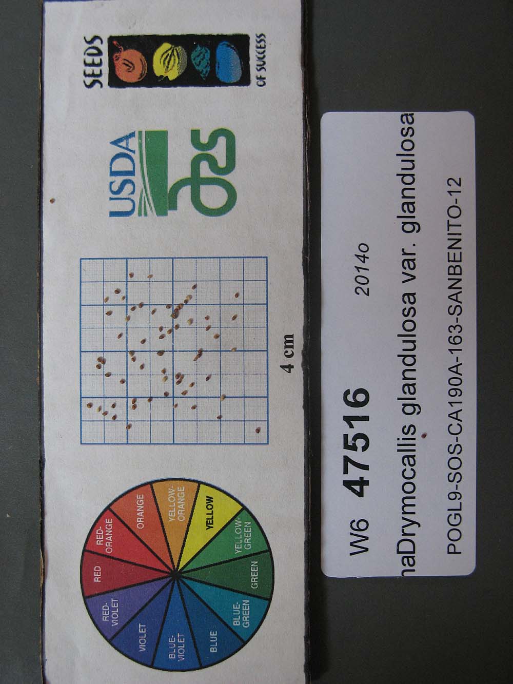 Click for 1 image(s) for this accession. SEED