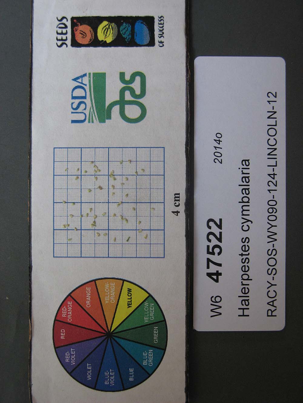 SEED