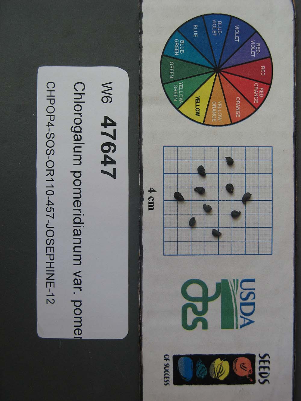 Click for 1 image(s) for this accession. SEED