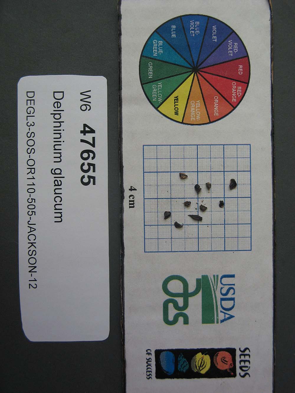Click for 1 image(s) for this accession. SEED