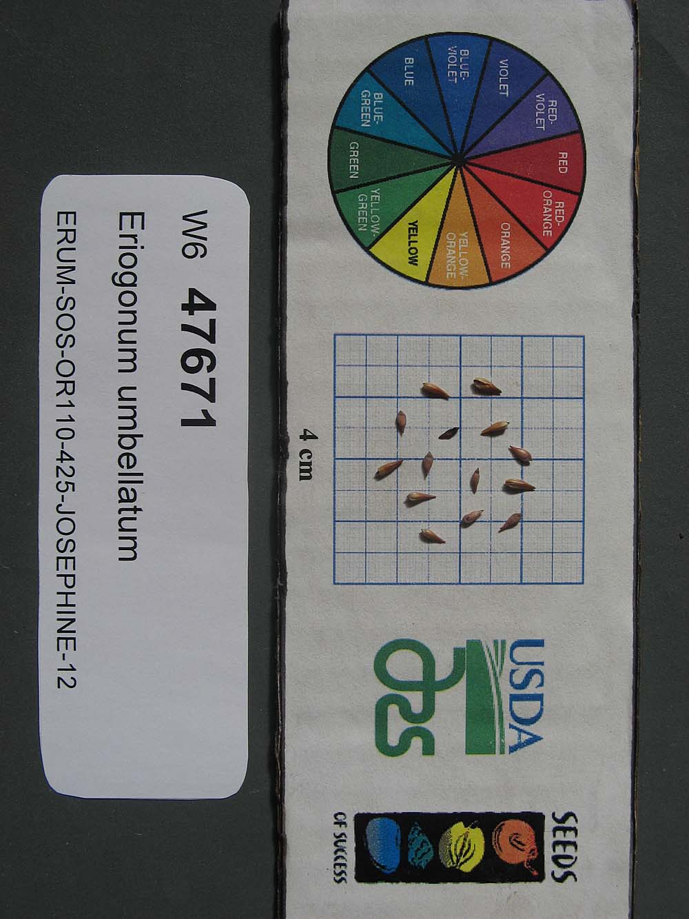 Click for 1 image(s) for this accession. SEED