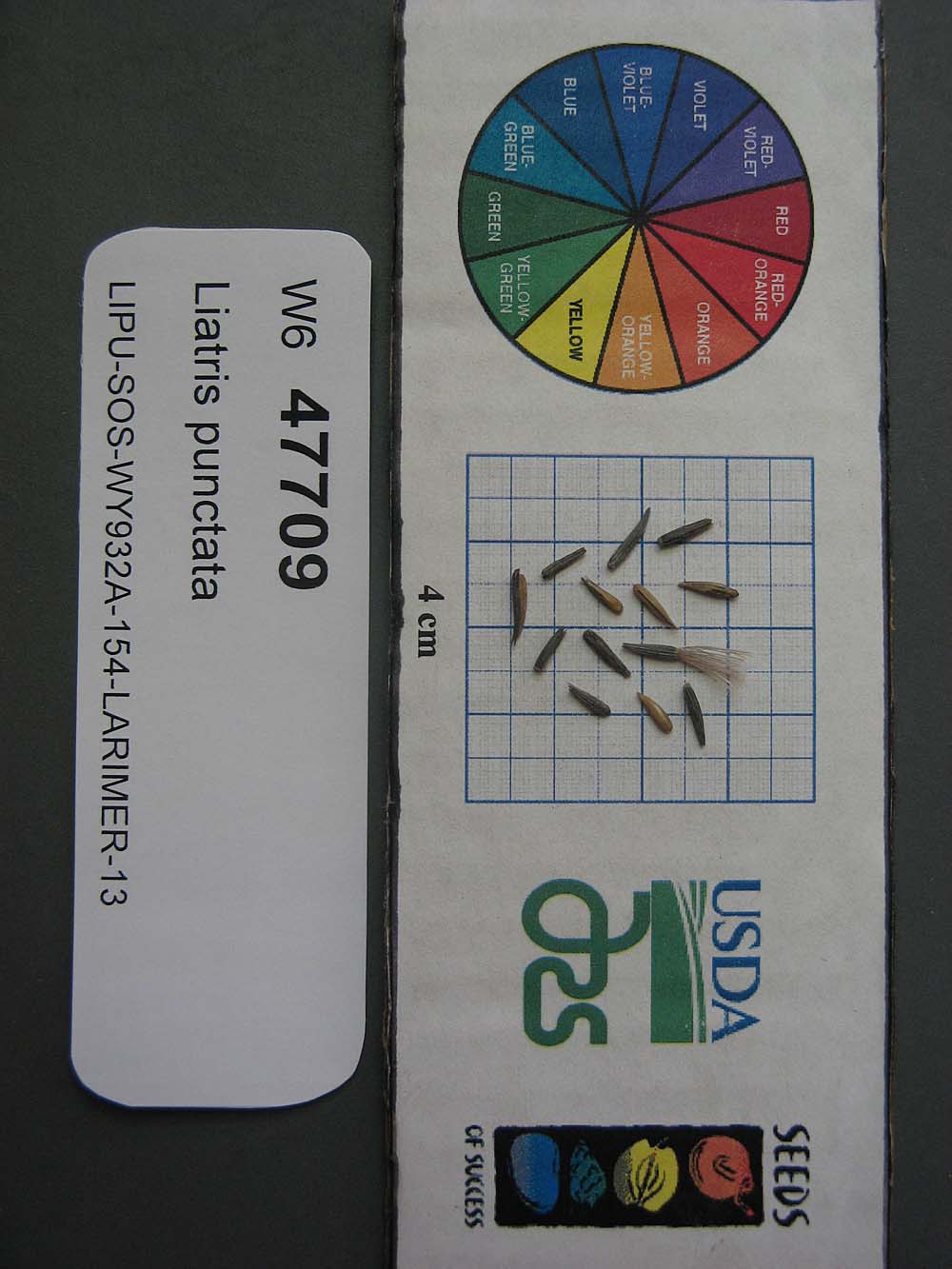 Click for 1 image(s) for this accession. SEED