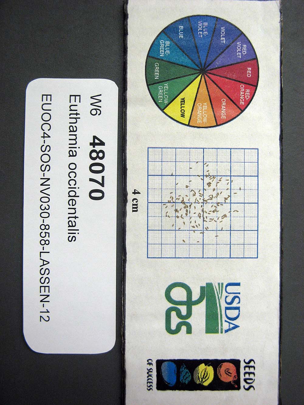 Click for 1 image(s) for this accession. SEED