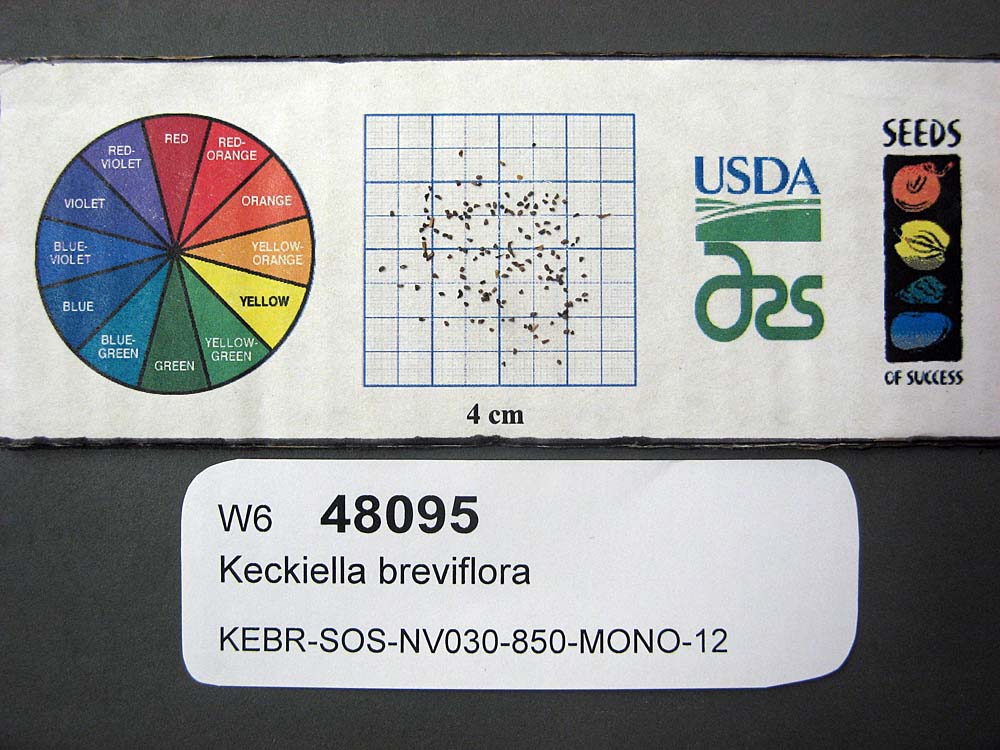 Click for 1 image(s) for this accession. SEED