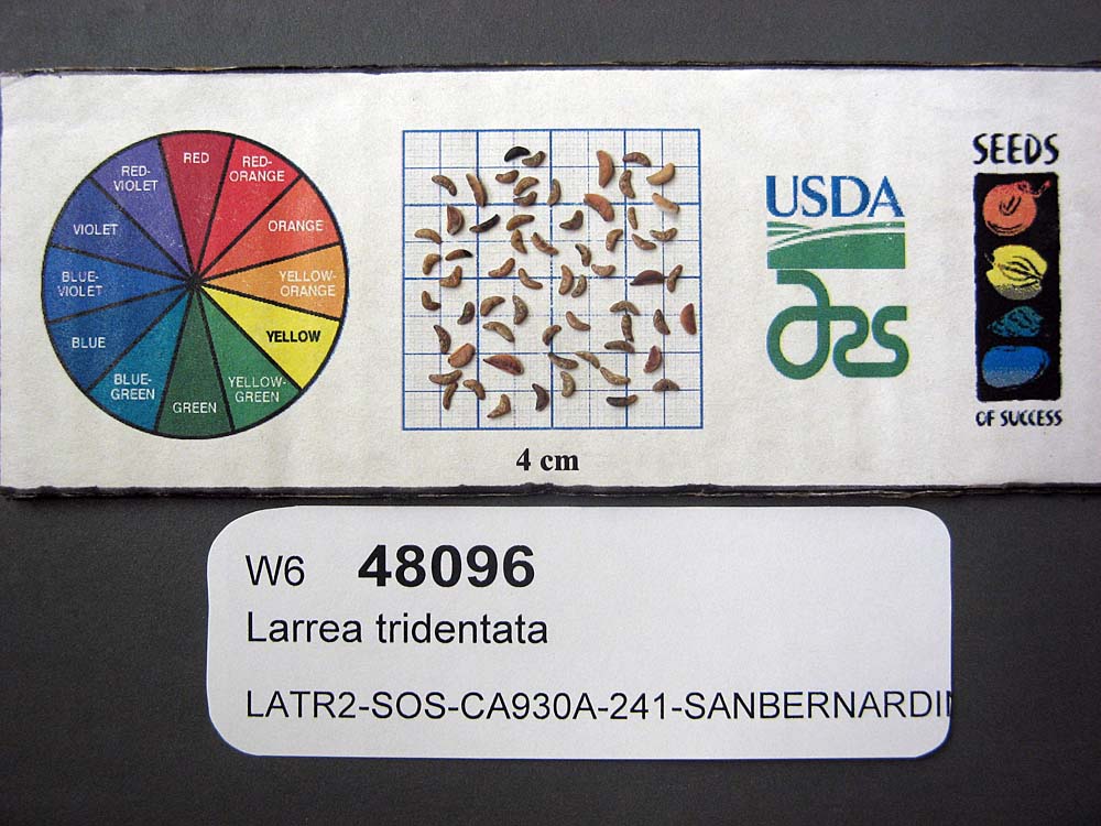 SEED