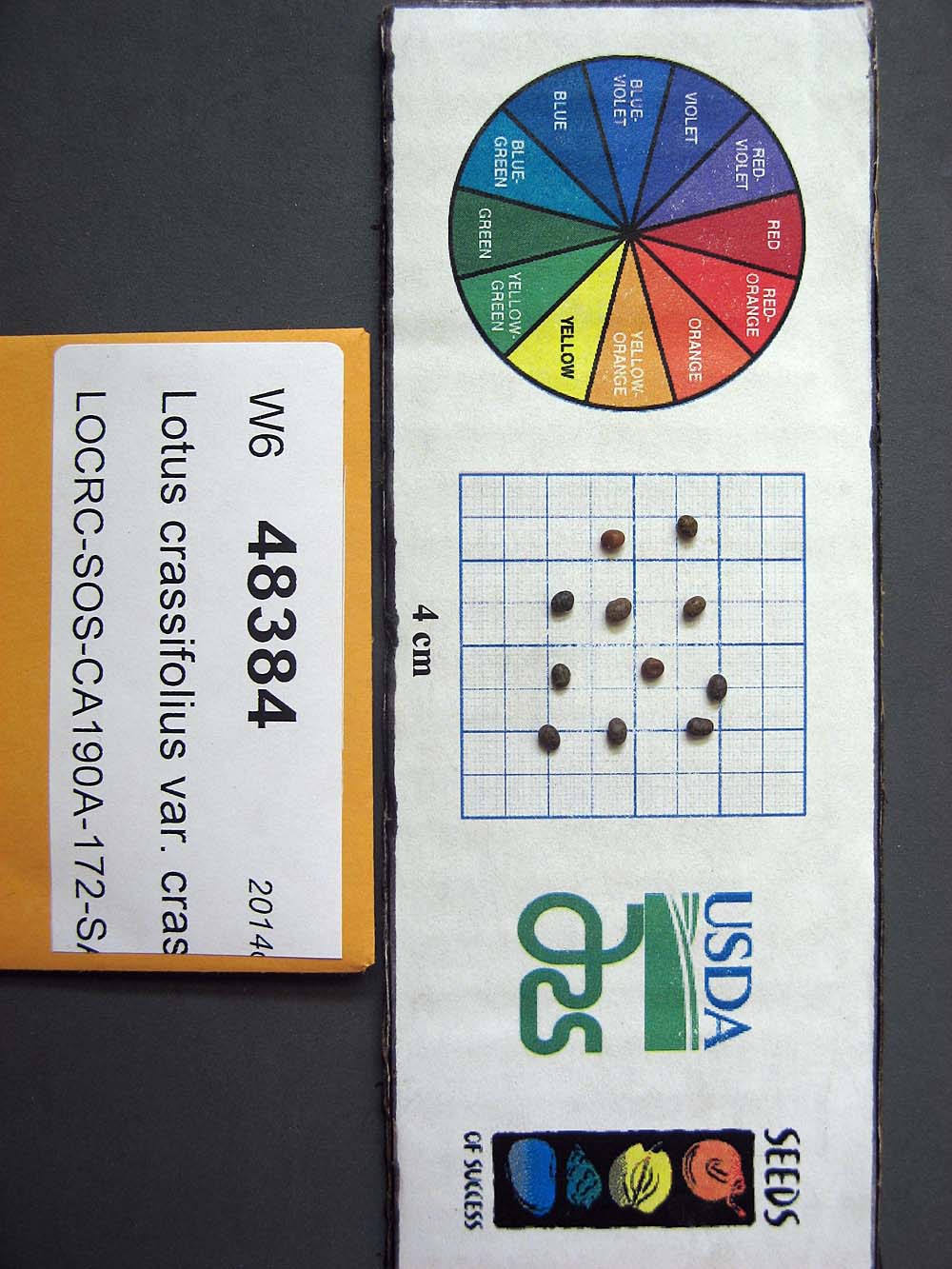 SEED