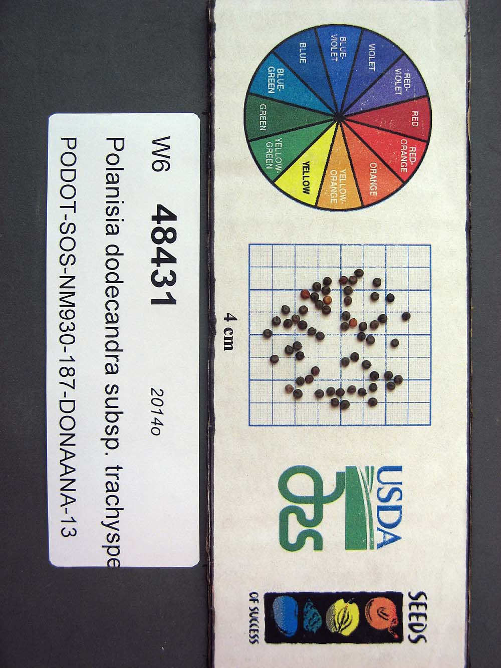 SEED