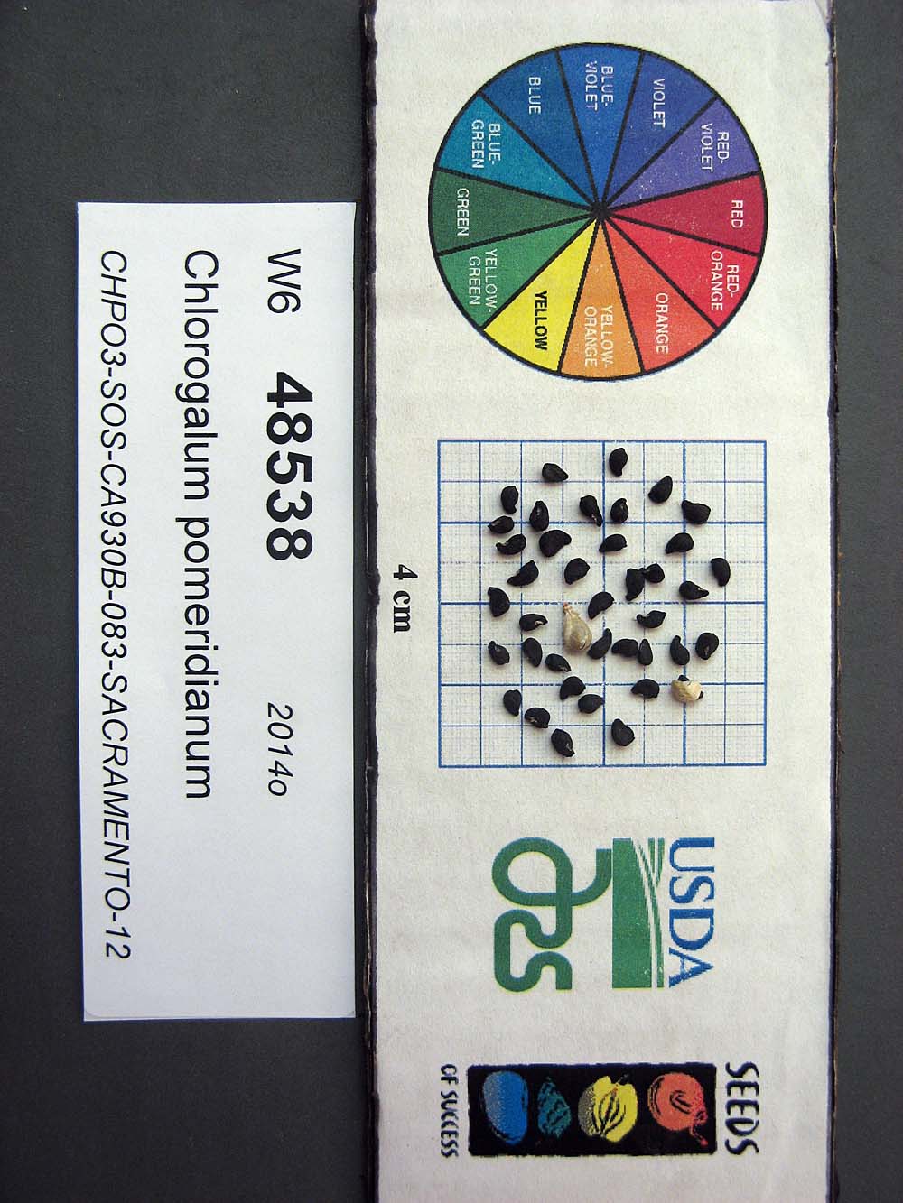 Click for 1 image(s) for this accession. SEED