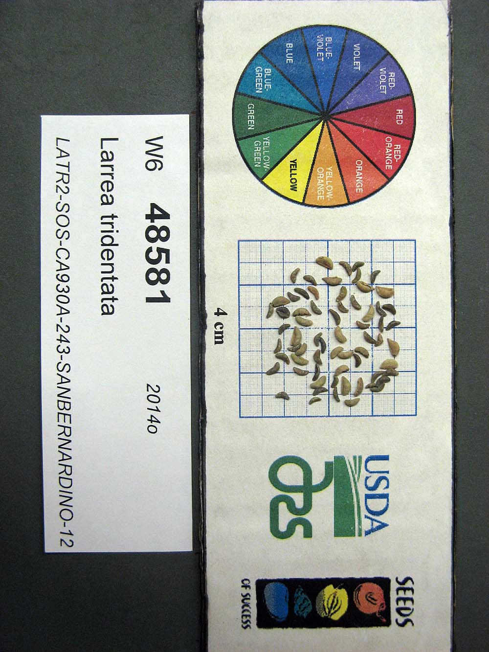 SEED